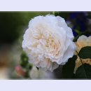 곡성-257 이미지