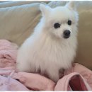 더펫센터