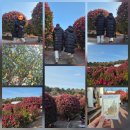 숲다 | [26년 2박3일 제주도 여행🍊] 지금은 제주도 여행중-동백나무 군락지 <동백포레스트 🌼 🏵 🌺>