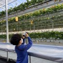 승언농장 | 인천 딸기체험 딸기따기체험 고씨농원 작년에 이어 올해도 다녀왔어요 :) (체험비X)