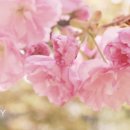 이슬 세탁소 이미지