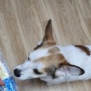 소나무약국 | 동국제약 캐니벅스 메가주 추천! 강아지 산책 필수 해충방지 스프레이 후기