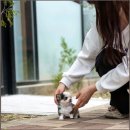 유앤미펫강아지분양고양이분양 - 시흥시 서울대학로278번길 61 | 유앤미펫강아지분양고양이분양