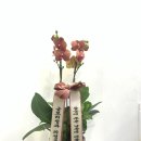 정이청과 이미지