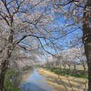 금마면 고정마을회관 | 실시간 당진 겹벚꽃 왕벚꽃 명소 갈산리 벚꽃길 + 타타스베이글 아미미술관 코스