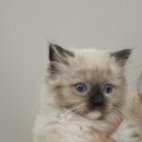 고양이분양 반하나캣 이미지