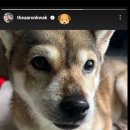 6.8[@theaaronkwak 공유]아론 인별스토리 - 꽃순이🐕 이미지