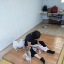 로이네 애견호텔 이미지