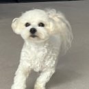 댕스파크 이미지