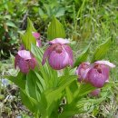 복주머니 이미지