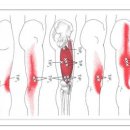 Vastus Lateralis (외측광근) 이미지