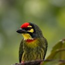 구리머리오색조 Coppersmith Barbet. 태국 이미지