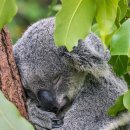 장미앨범사진기획 이미지