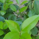 준스헤어 이미지