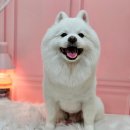 메리몰펫샵 이미지