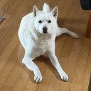 비원장 | [260316] 판교 삼평동 미용실 추천 고이비헤어 장다영 원장 태슬컷 후기 !!