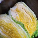 땅끝해남집님 절임배추 이미지