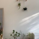 사파동103 이미지