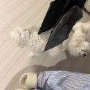 판암동193 | 강아지 고관절이형성증 진단 및 수술 (베리의 대퇴골두절제술)