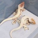 하지렙타일