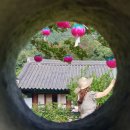 전남 화순 가볼만한곳 세량지 만연사 여행코스 심쿵!화순국화향연(축제)현장까지~