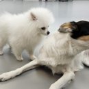 마이댕댕스쿨 이미지