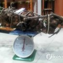 백씨상회 이미지