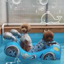 Dogi Dogi(도기도기) 이미지