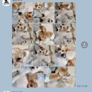 댕신나게 이미지