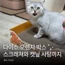 사탕 - 제주시 삼무로3길 27 | 다이소 고양이 스크래처 찾는다면? 오렌지 박스 스크래쳐와 캣닢 사탕까지 솔직 후기