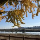 은행나무길 대여소 | 아산 곡교천 자전거 라이딩 아산곡교천은행나무길 아산자전거대여소 아산드라이브코스 아산테이트코스