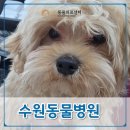 온동물의료센터 이미지