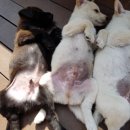 삼랑진팽나무펜션