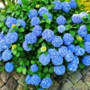 안덕면행정복지센터 이미지