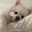 휴먼플러스 | 노령견도 부담 없이! 올바른끼니 플러스 관절 건강까지 챙긴 생육 60% 강아지 사료 후기