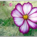 강변자전거길 2 이미지