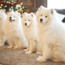 25시 동물병원 이미지