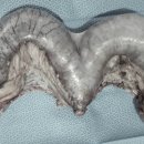 한라동물종합병원 이미지