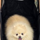 빌레못 제주 애월 애견동반카페 <b>빌레못</b> 퐁신퐁신 수플레 내돈내산