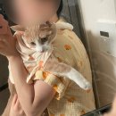 안녕 개강해도 난 개 강해