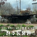 백설공주와 겁많은 호랑이 | [전북 전주] 전주 아이랑 나들이 호랑이 사자를 볼 수 있는 전주동물원
