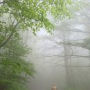 후기: 2026.05.12.화. 비가 와서 더 좋았던 환상적인 운무 속 지리산 바래봉 철쭉길 ＜운봉읍~바래봉~팔랑마을＞ 이미지