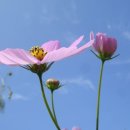 푸른하늘 이미지