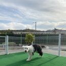 살롱드댕댕 이미지