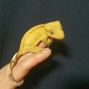 게코블랑