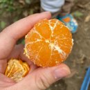 향기농장 | 제주 감귤체험 추천 귤 직접 따보는 제주 귤향기 체험농장 후기