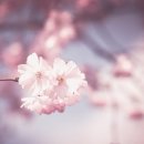 오쇼라즈니쉬 명상 이미지