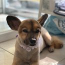 쏭트리밍 이미지