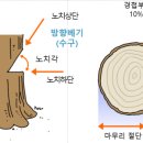 부석-비상-1 이미지