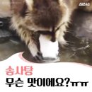 라쿤솜사탕